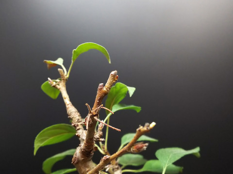 2019092203深山カイドウ2