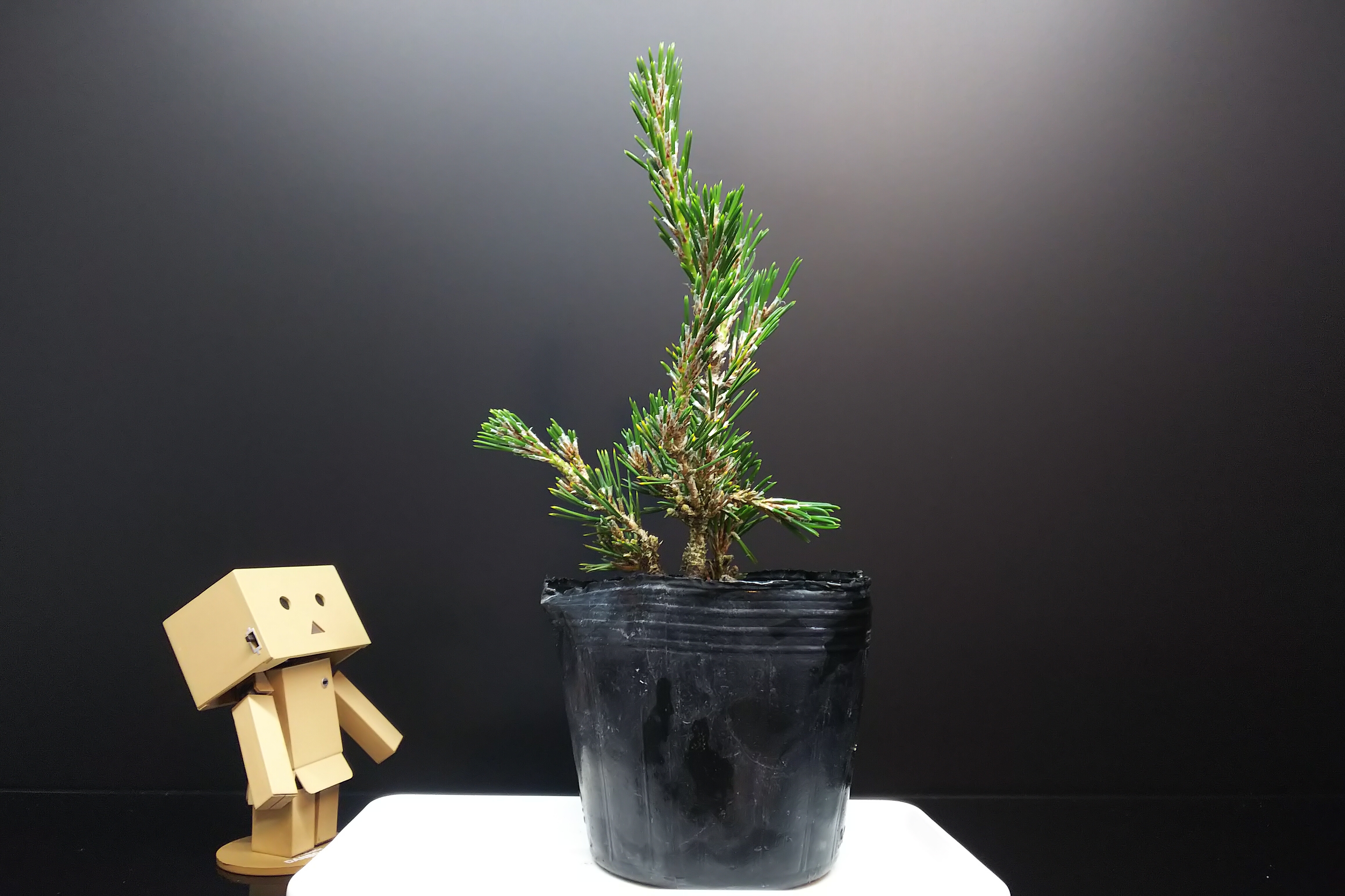千寿姫、それはまるで雑木の様な赤松 : Bon Bonsai