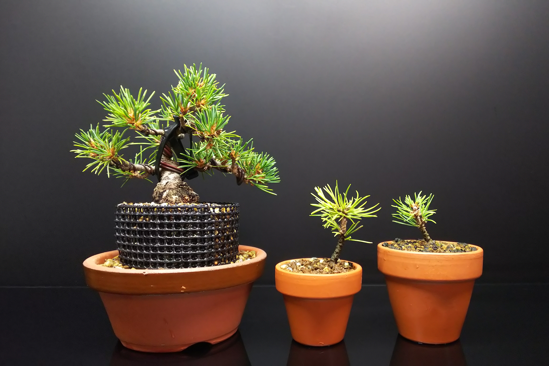 瑞祥の日照と乾き具合の違いによる葉色と梅雨時お勧めの崩れない肥料 Bon Bonsai