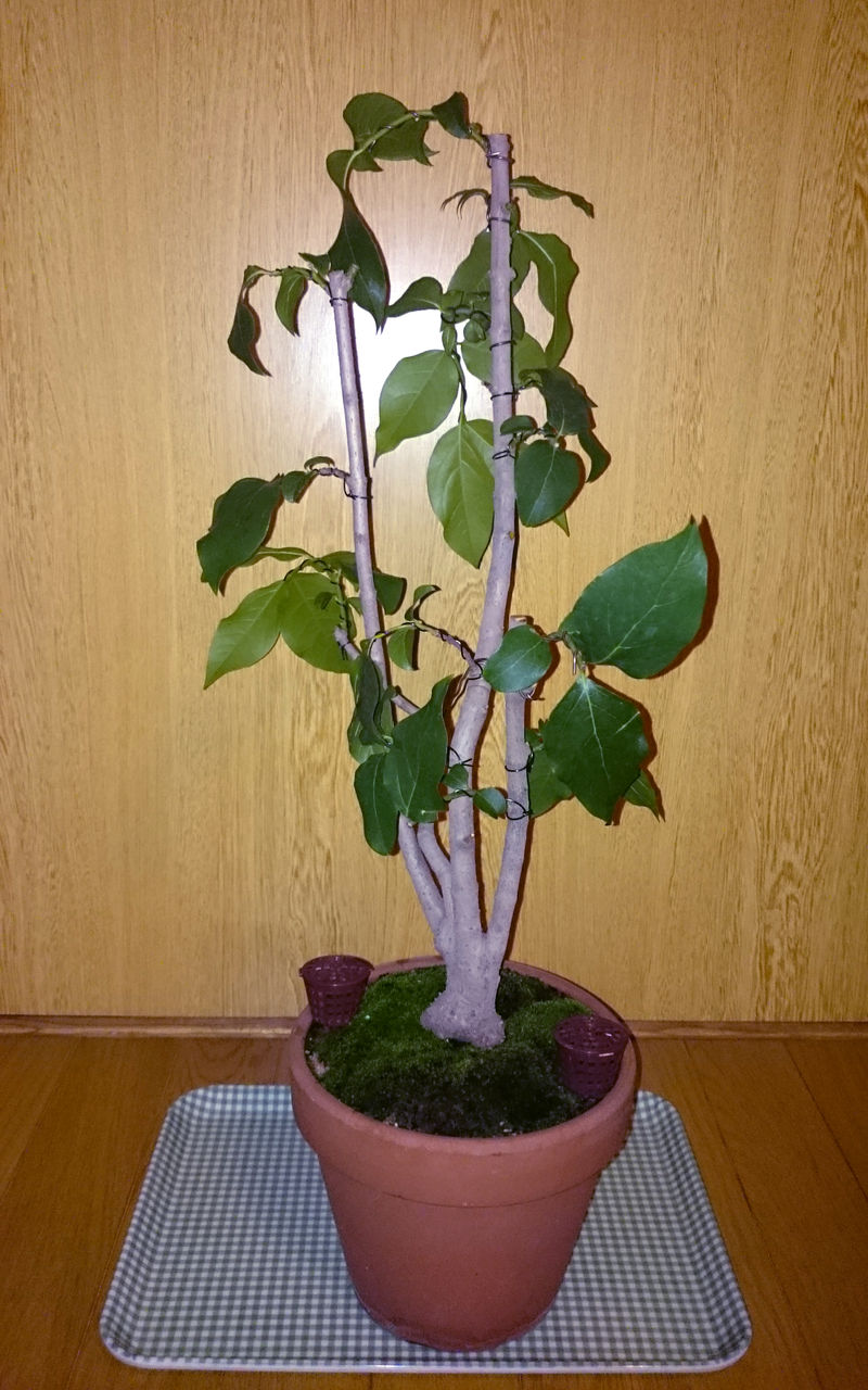 素心ロウバイも針金かけ Bon Bonsai