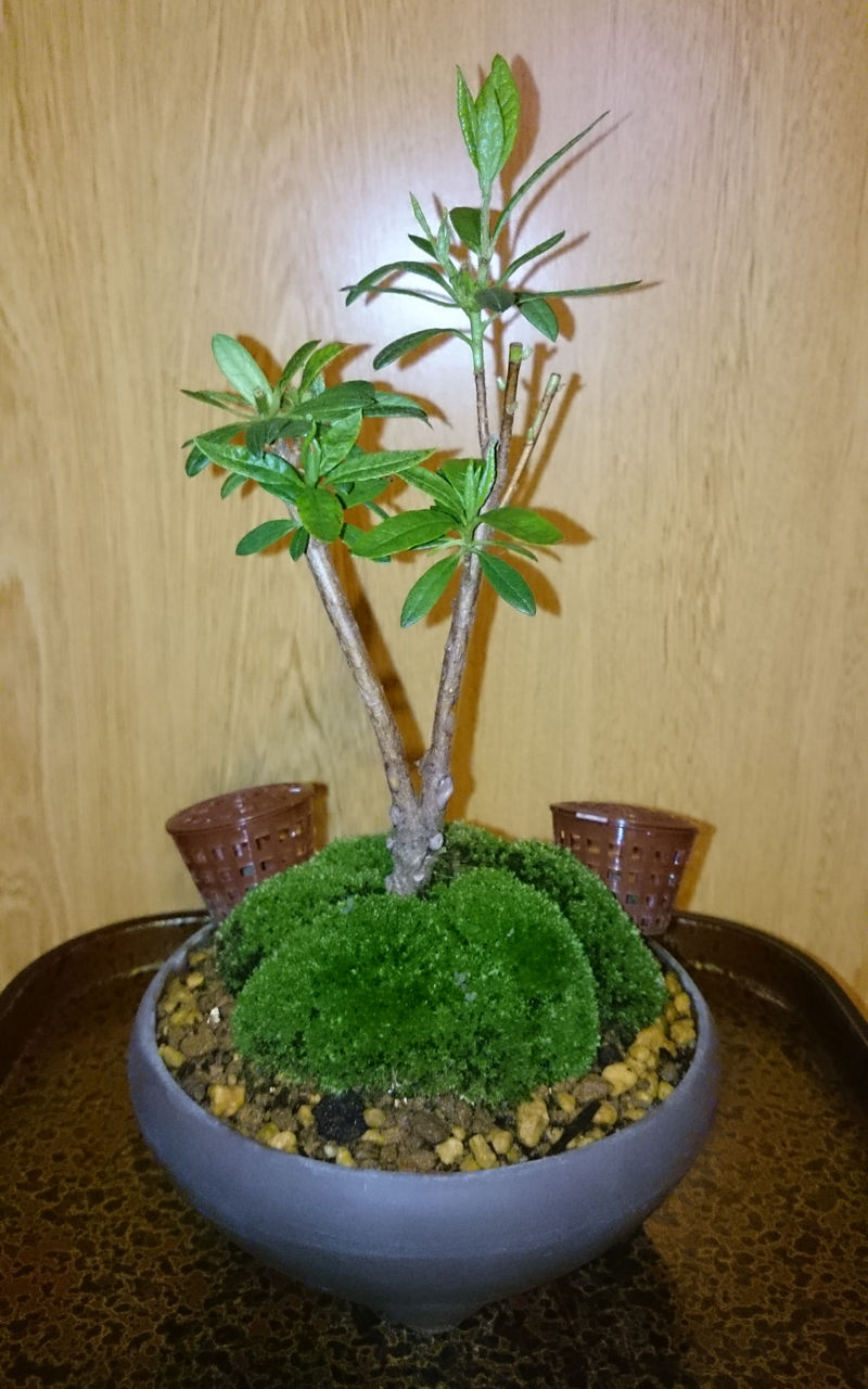 2芽2葉残しの前に古葉落とし : Bon Bonsai