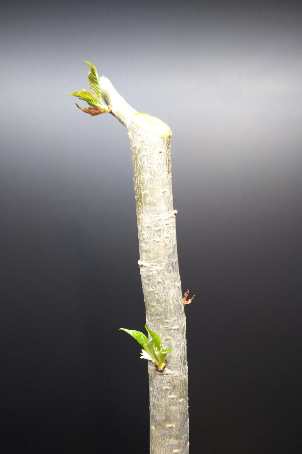 暖地桜桃の剪定と挿し木 そして十月桜の開花 Bon Bonsai