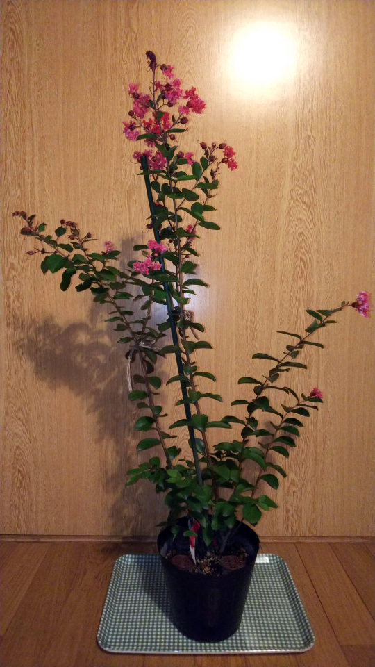 サルスベリ 庭木用苗から盆栽への第一歩 Bon Bonsai