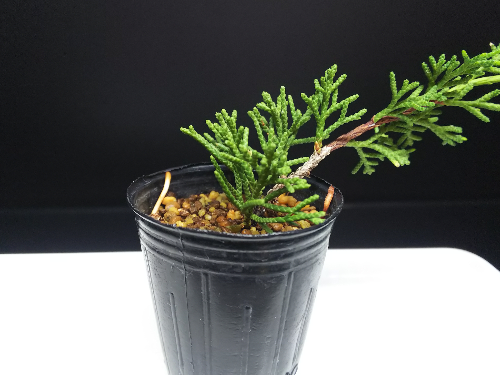 挿し戻した糸魚川真柏、発根 : Bon Bonsai