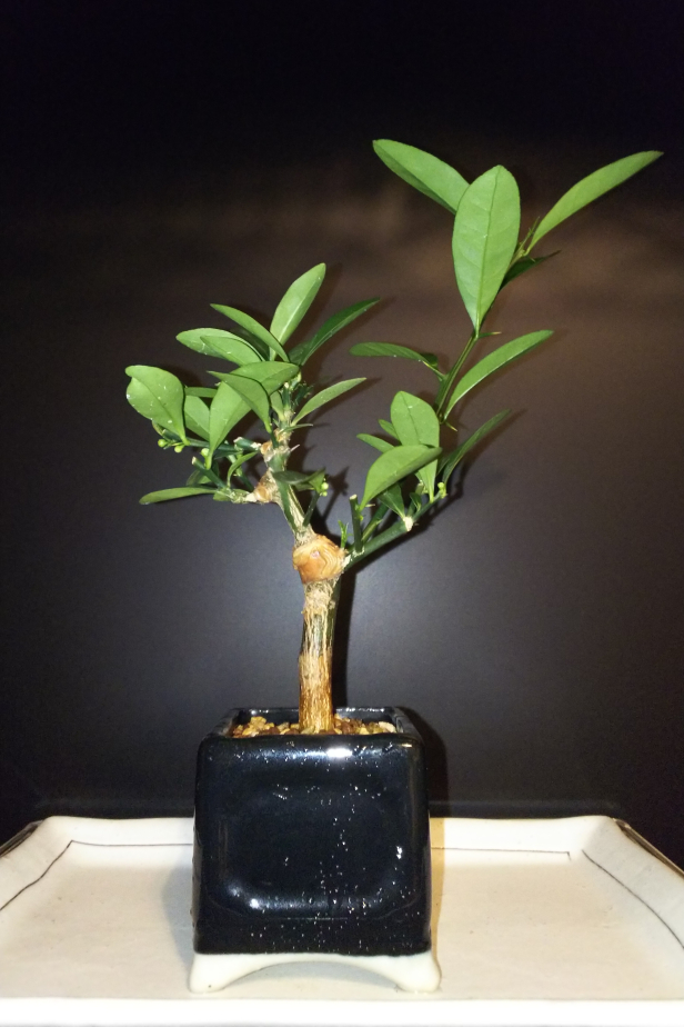 キンズ今年最後の花と実付きの様子 Bon Bonsai