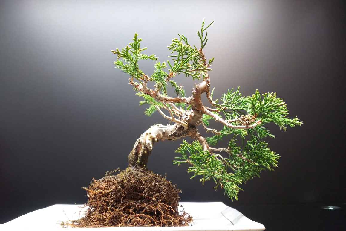 糸魚川真柏の植え替えと葉すかし Bon Bonsai