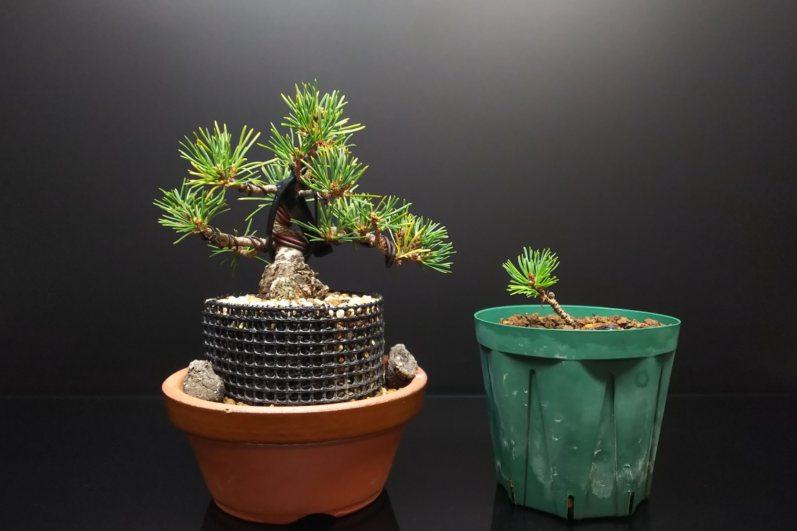 純血統の瑞祥と接ぎ木素材の瑞祥とを比較する : Bon Bonsai