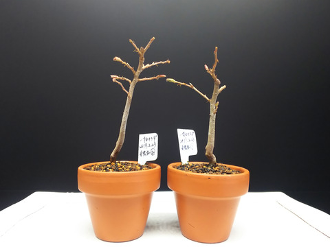 2020022804一才カナシデ4