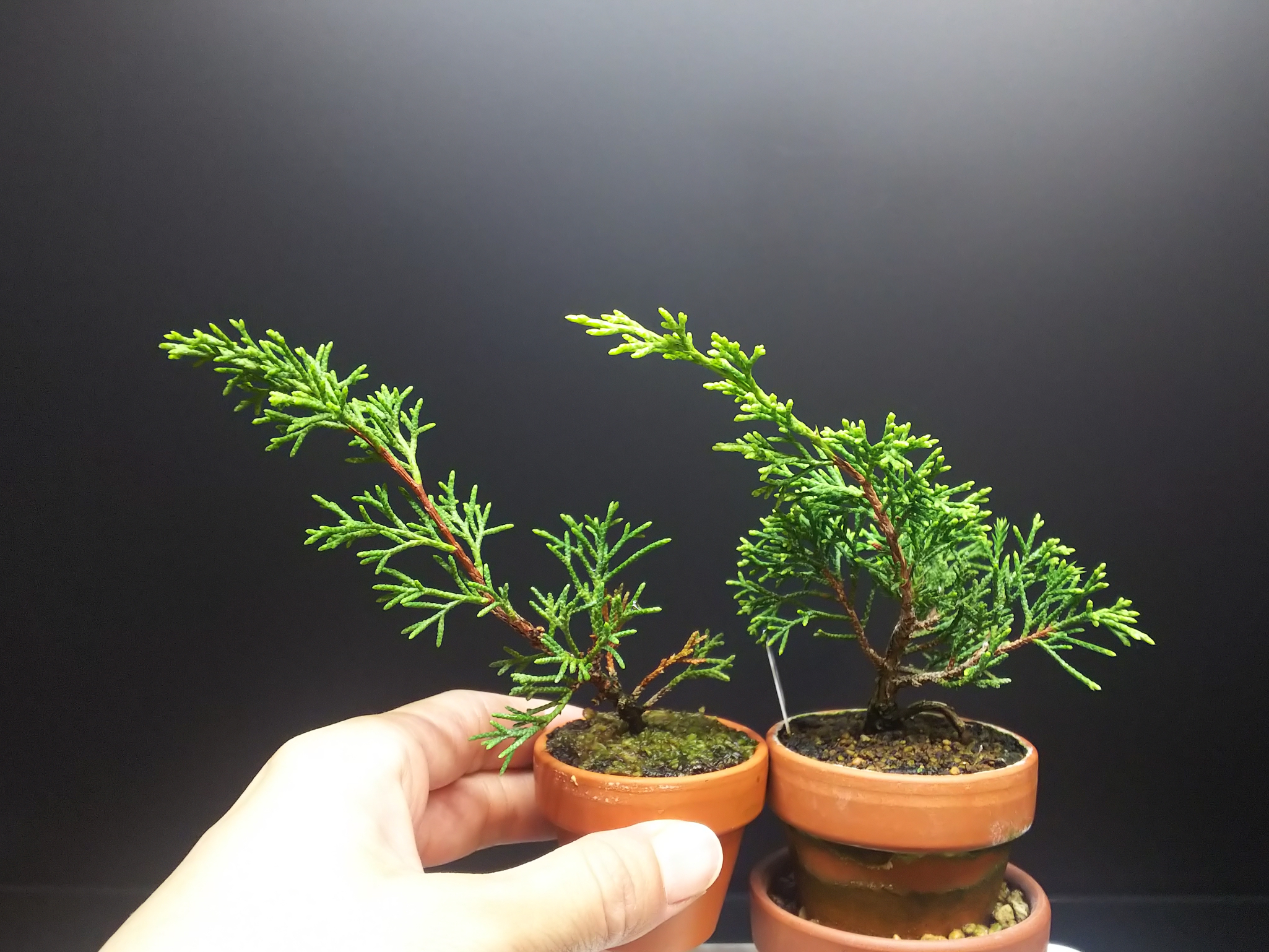 真柏の挿し木苗、太らせつつ下枝の枝枯れを防ぐ : Bon Bonsai 真柏の挿し木苗、太らせつつ下枝の枝枯れを防ぐ : Bon Bonsai