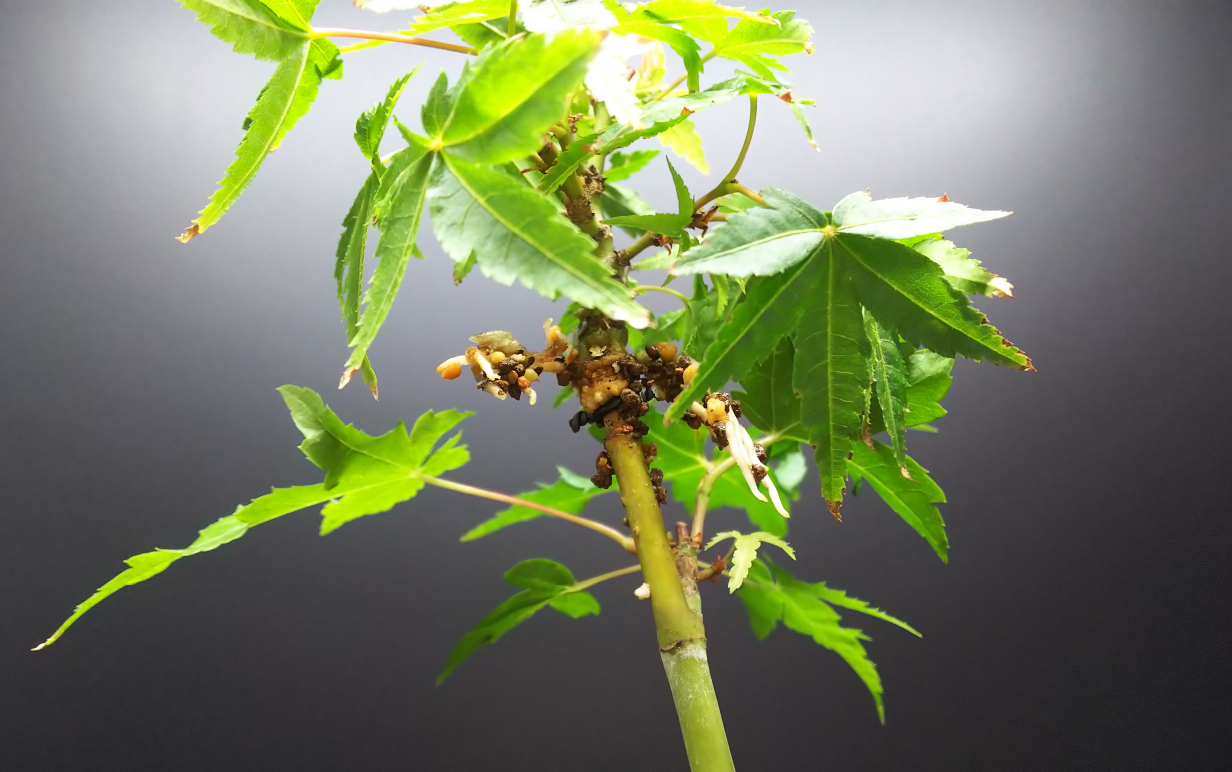 もいっちょ取り木切り離し Bon Bonsai