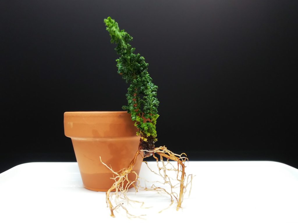 石化ひのき挿し木鉢上げ : Bon Bonsai