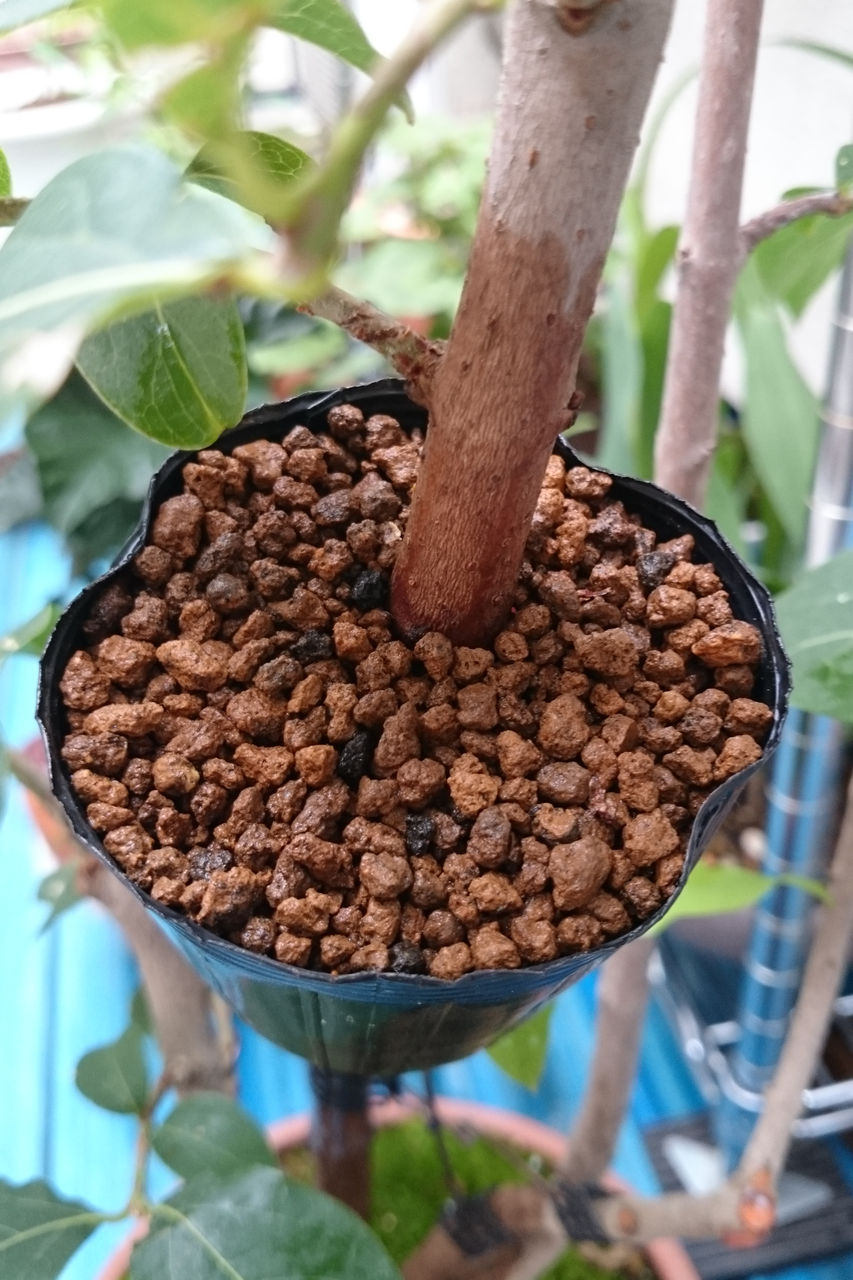 1ヶ月で発根した素心ロウバイの取り木 Bon Bonsai