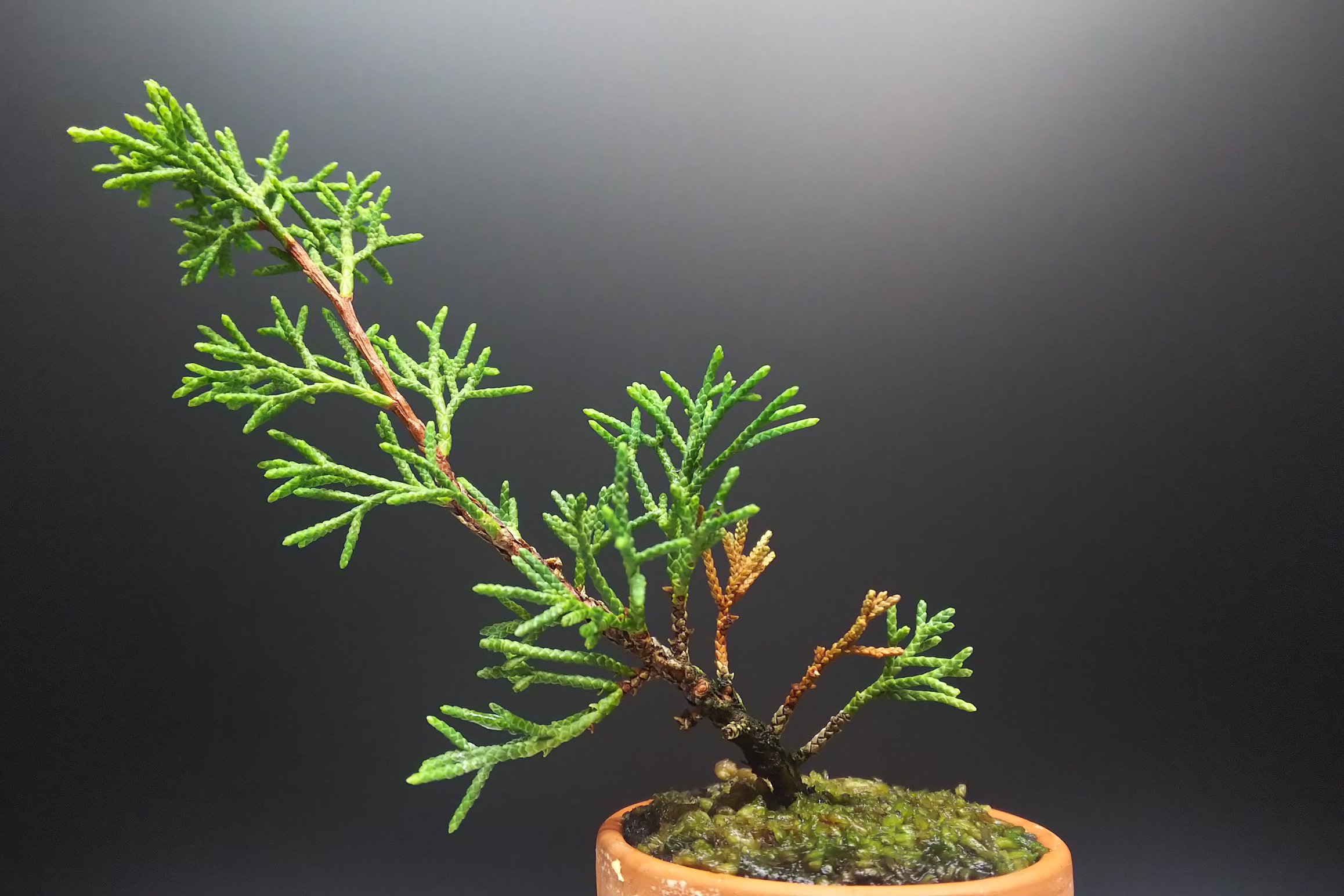 真柏の挿し木苗、太らせつつ下枝の枝枯れを防ぐ : Bon Bonsai 真柏の挿し木苗、太らせつつ下枝の枝枯れを防ぐ : Bon Bonsai