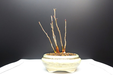 2019022310一才カナシデ植え替え10