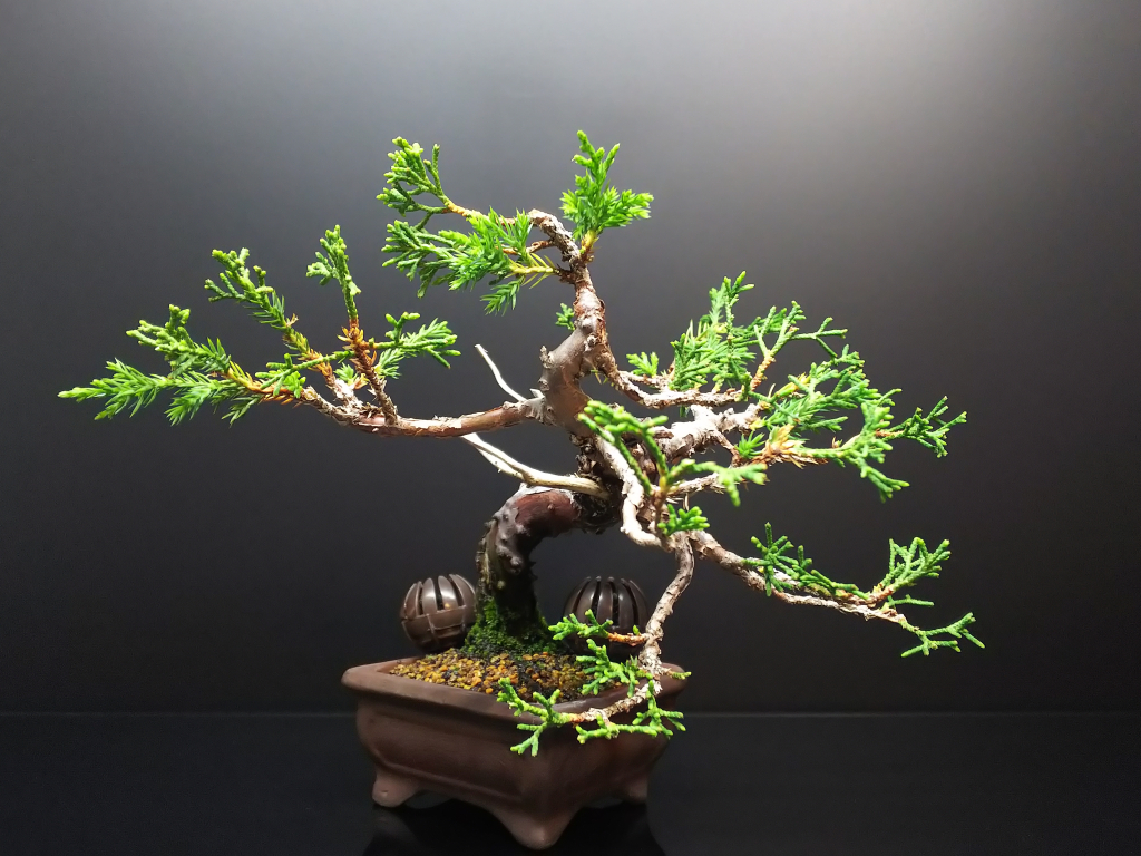久しぶりに糸魚川真柏を弄る② : Bon Bonsai