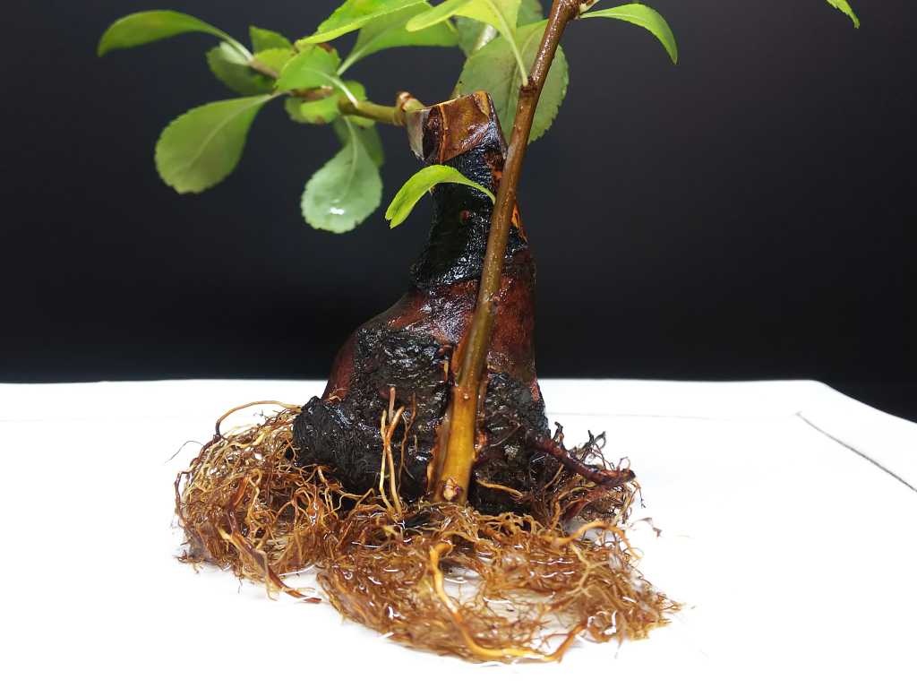 初めての根接ぎに挑戦する Bon Bonsai