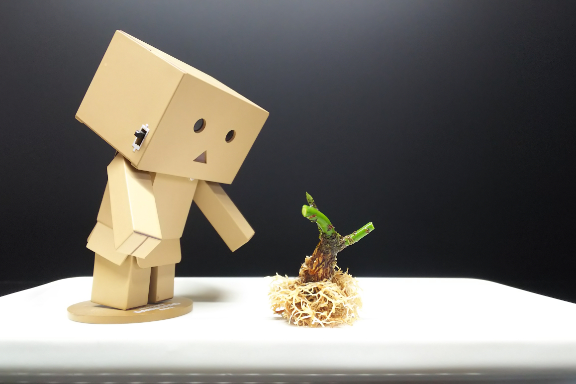 石化コマユミの豊満ボディと肥大した足元の作り方 : Bon Bonsai