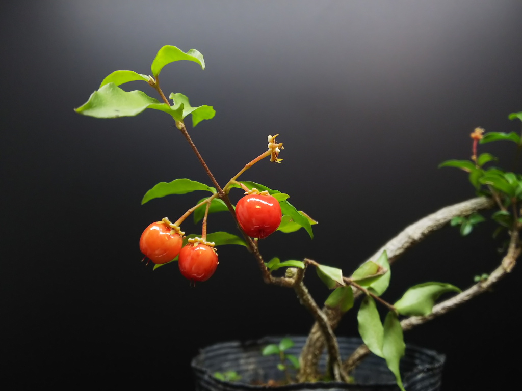 超大変だった台湾姫桜桃の植え替え【前編】 : Bon Bonsai