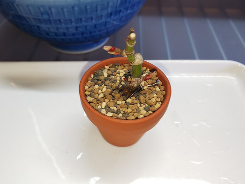 2020021813舞姫植え替え13