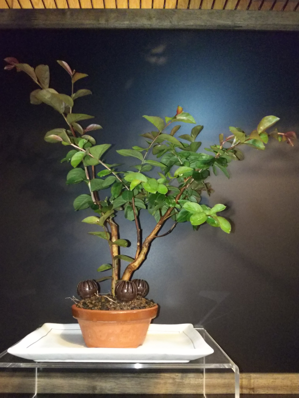 サルスベリ夏祭り、剪定と針金かけ : Bon Bonsai