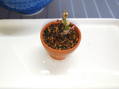 2020021814舞姫植え替え14