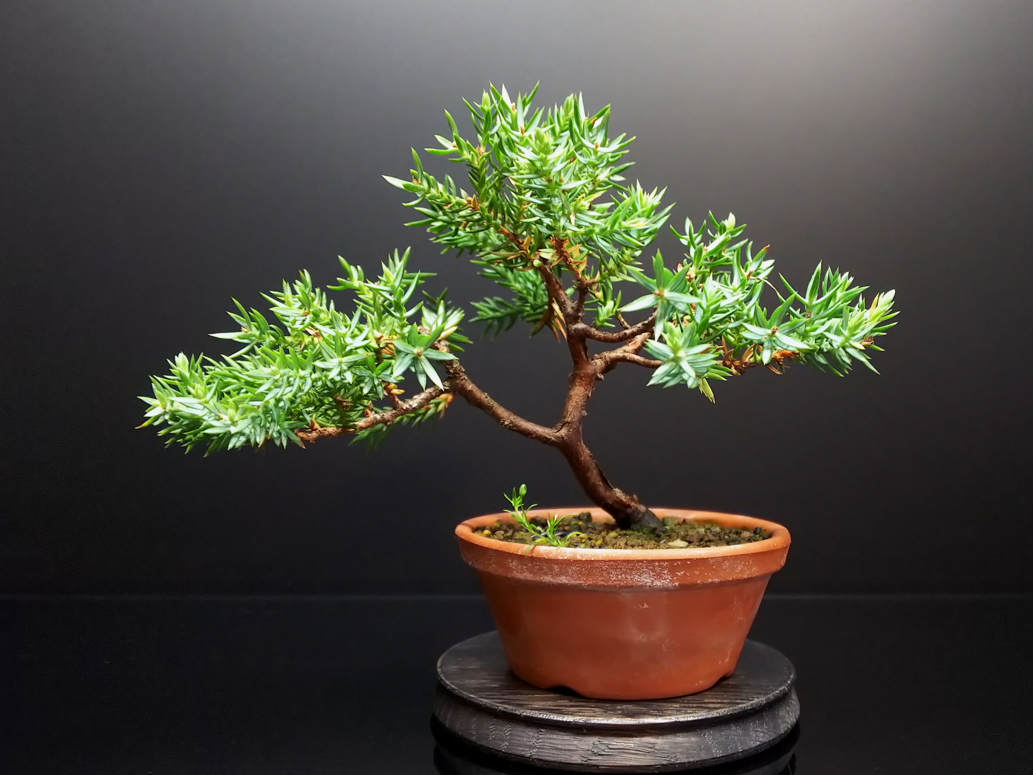 姫ソナレ、芽摘み後の茶けた部分のお掃除とか : Bon Bonsai