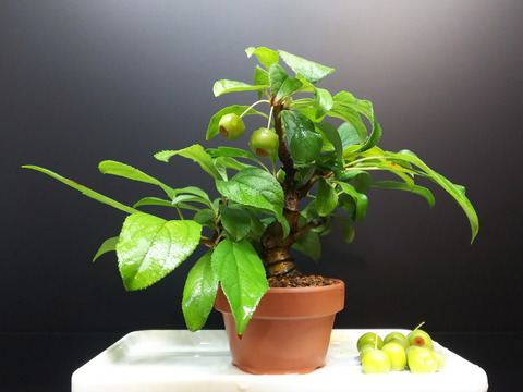 2019082505深山カイドウ取り木切り離し9