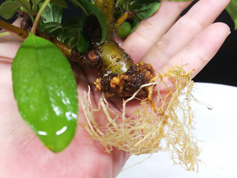 2019082501深山カイドウ取り木切り離し5