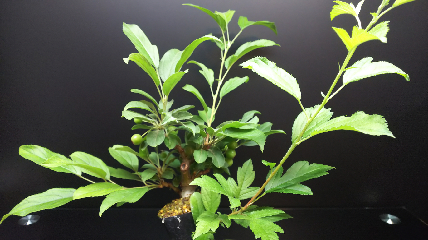 深山カイドウの葉と姫りんごの実 Bon Bonsai 深山カイドウの葉と姫りんごの実 Bon Bonsai
