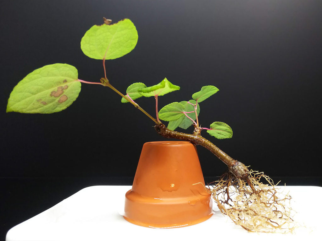 叩いた桂の親木と挿し木 Bon Bonsai 叩いた桂の親木と挿し木 Bon Bonsai