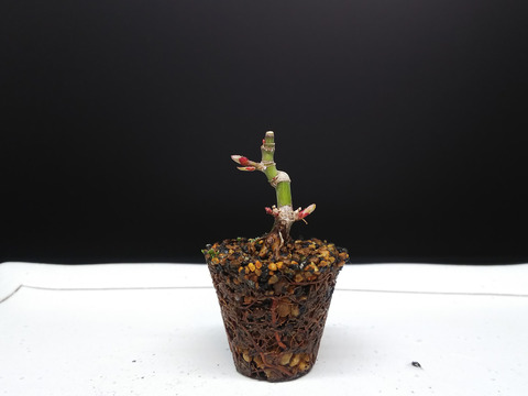 2020021803舞姫植え替え3