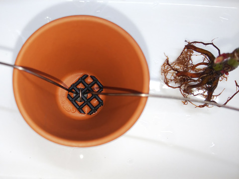 2020021806舞姫植え替え6