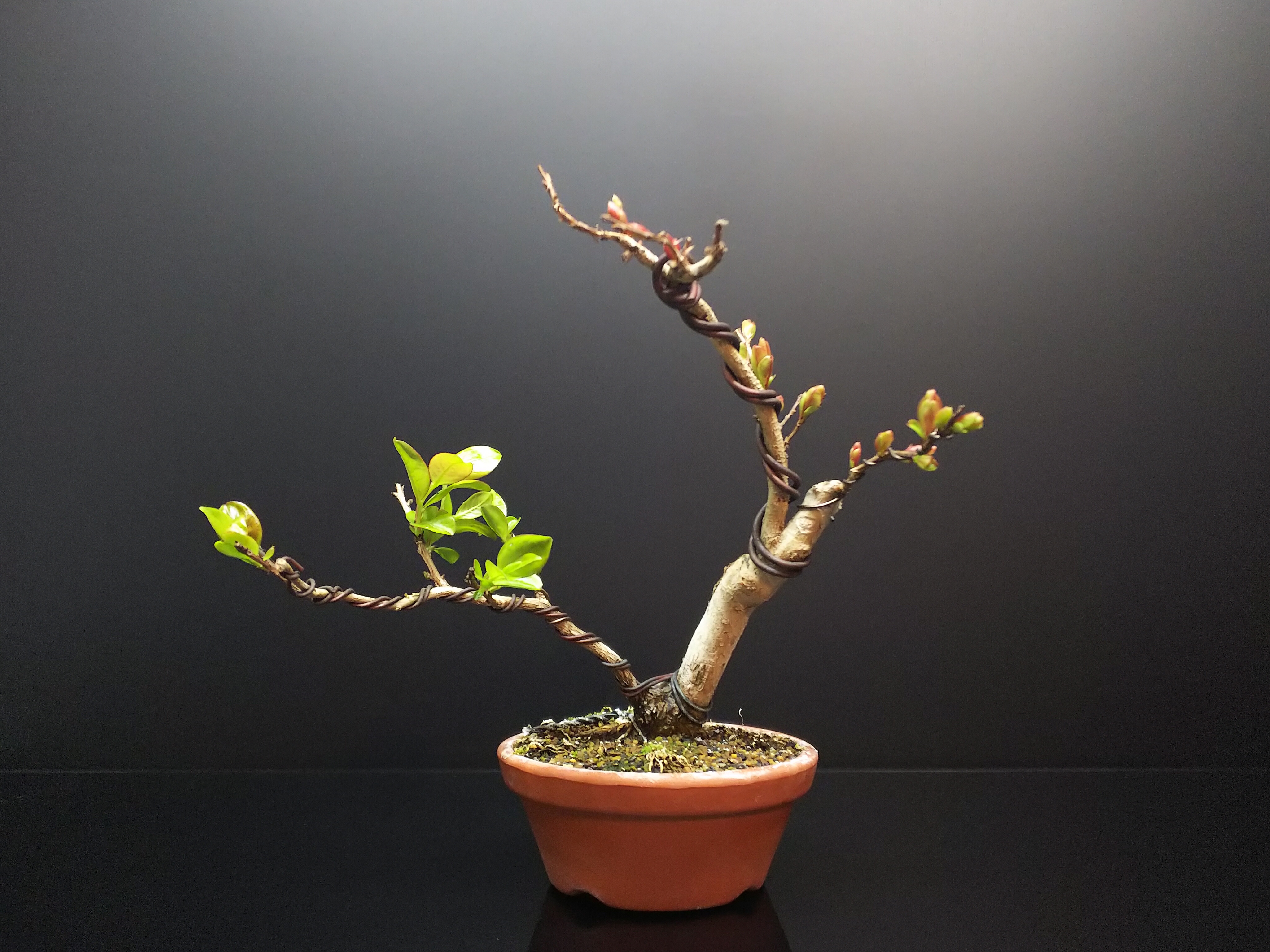 サルスベリ 植え替えと剪定 Bon Bonsai