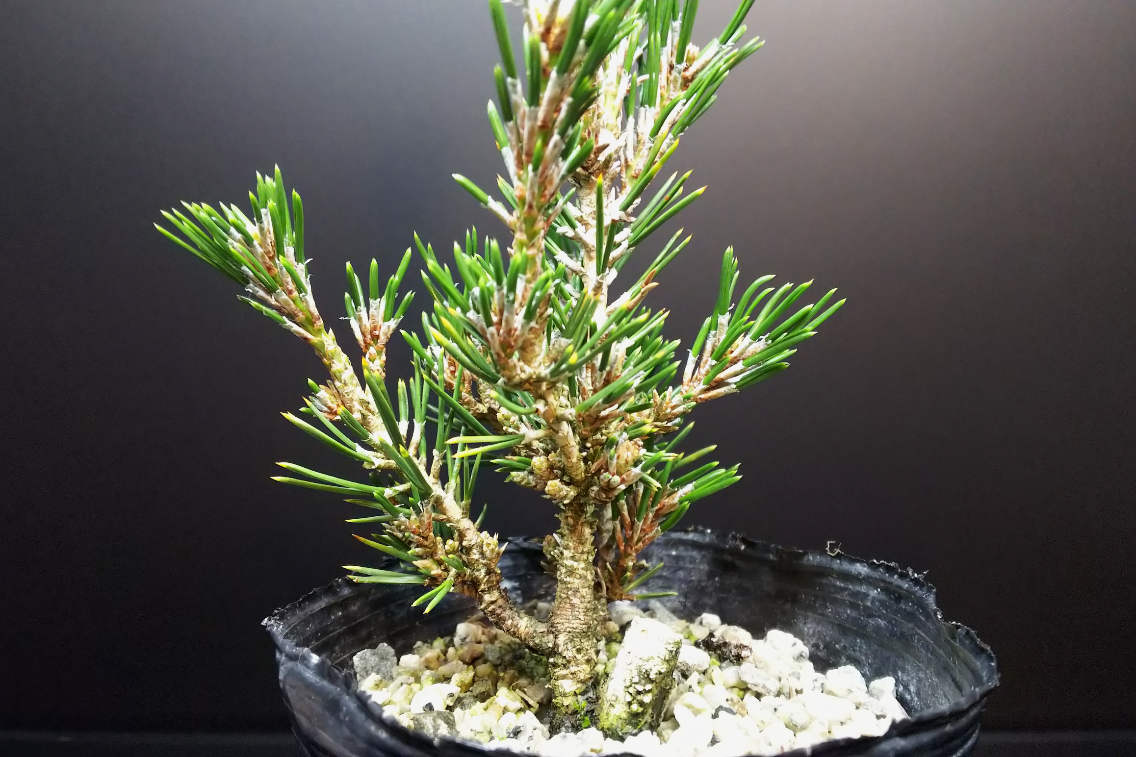 千寿姫の育ち方の違い : Bon Bonsai