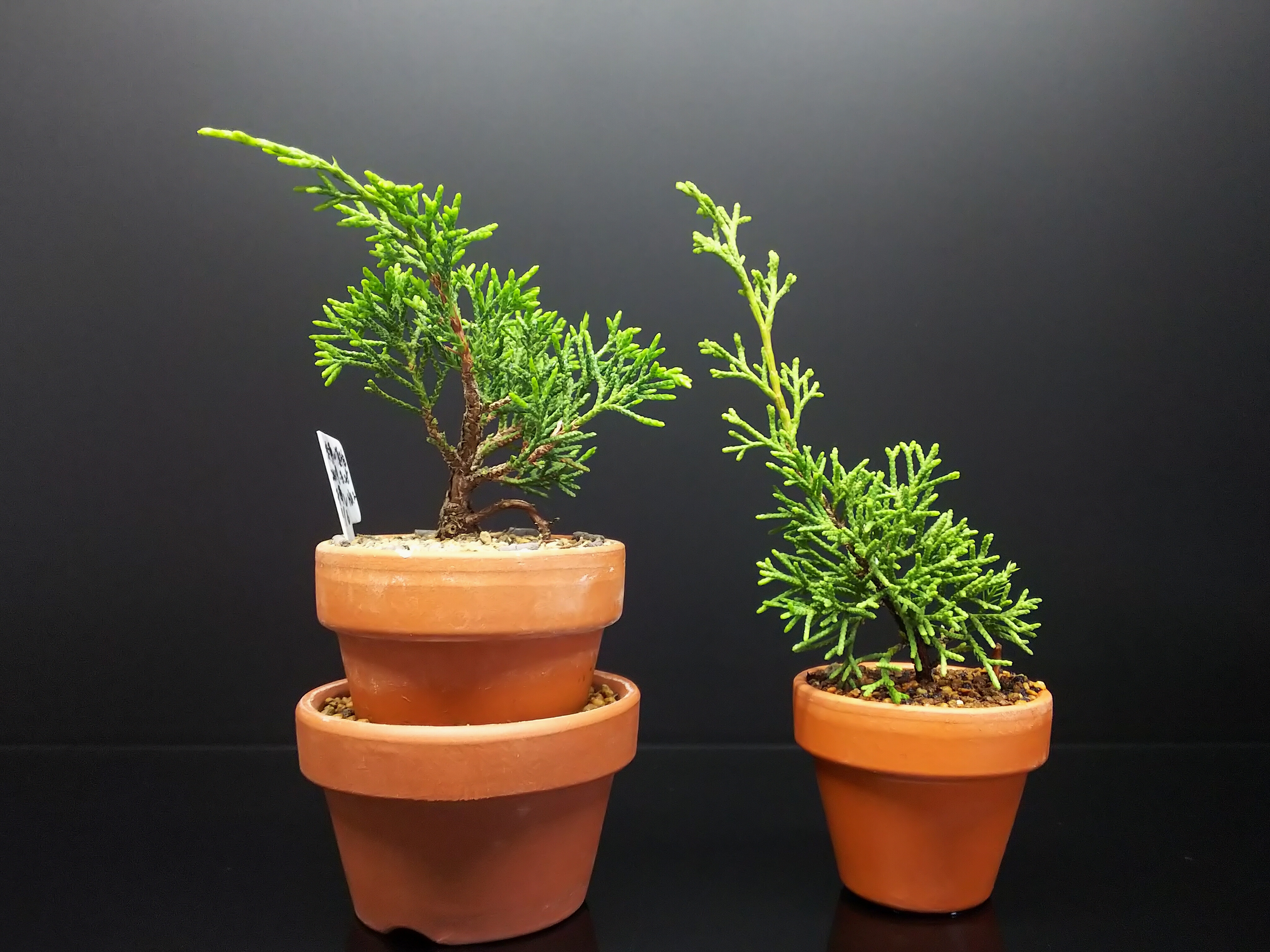 糸魚川真柏の葉透かし : Bon Bonsai