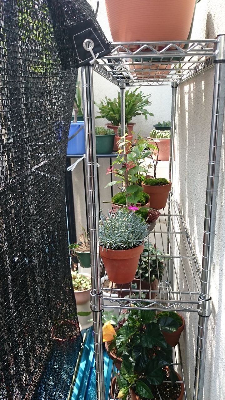 寒冷紗をかけてみた Bon Bonsai