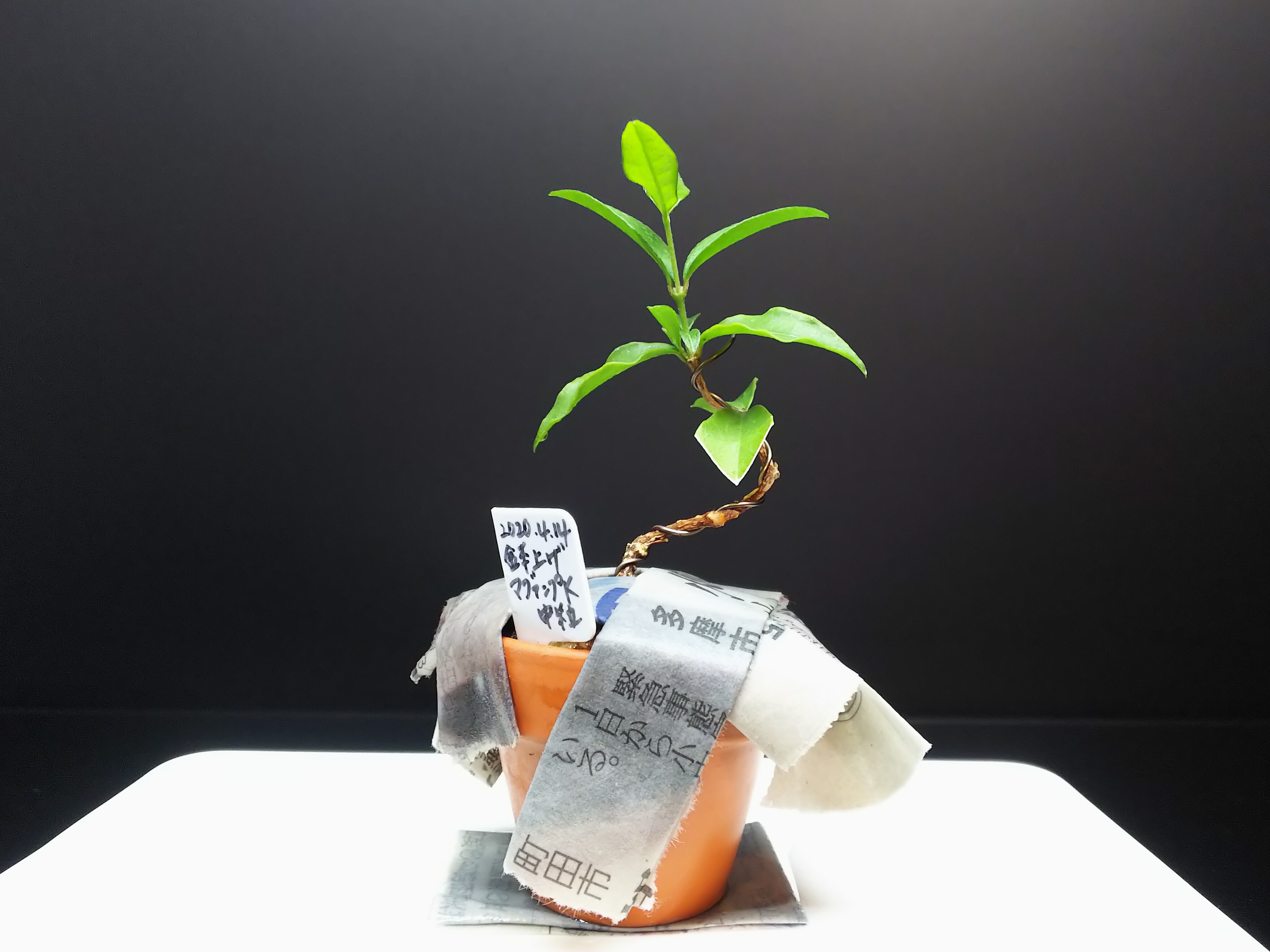 第四郵便で盆栽苗を送ってみた ペットボトル編 Bon Bonsai