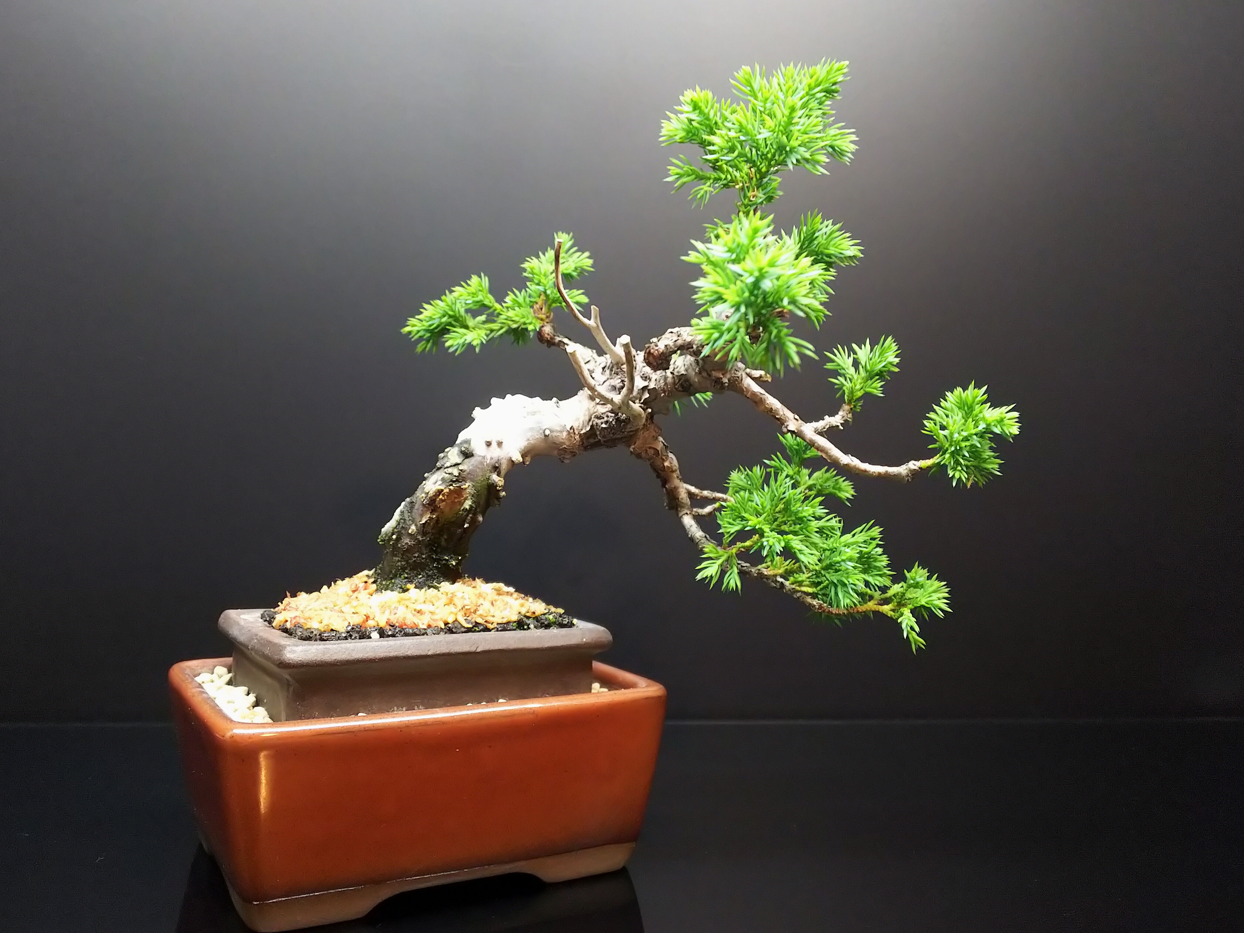 糸魚川真柏、杉葉から紐葉への回復の兆し : Bon Bonsai
