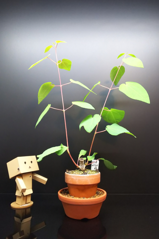 叩いた桂の親木と挿し木 : Bon Bonsai