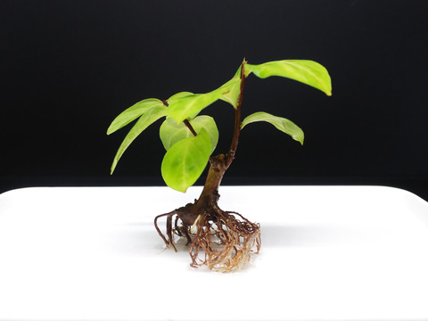 2019091406サルスベリ夏祭り挿し木2