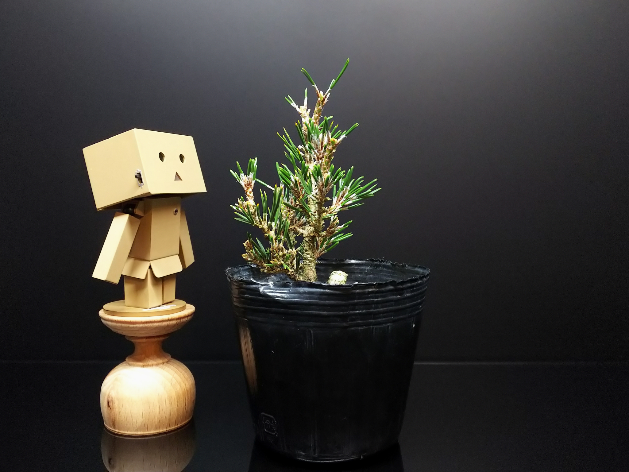 千寿姫、それはまるで雑木の様な赤松 : Bon Bonsai