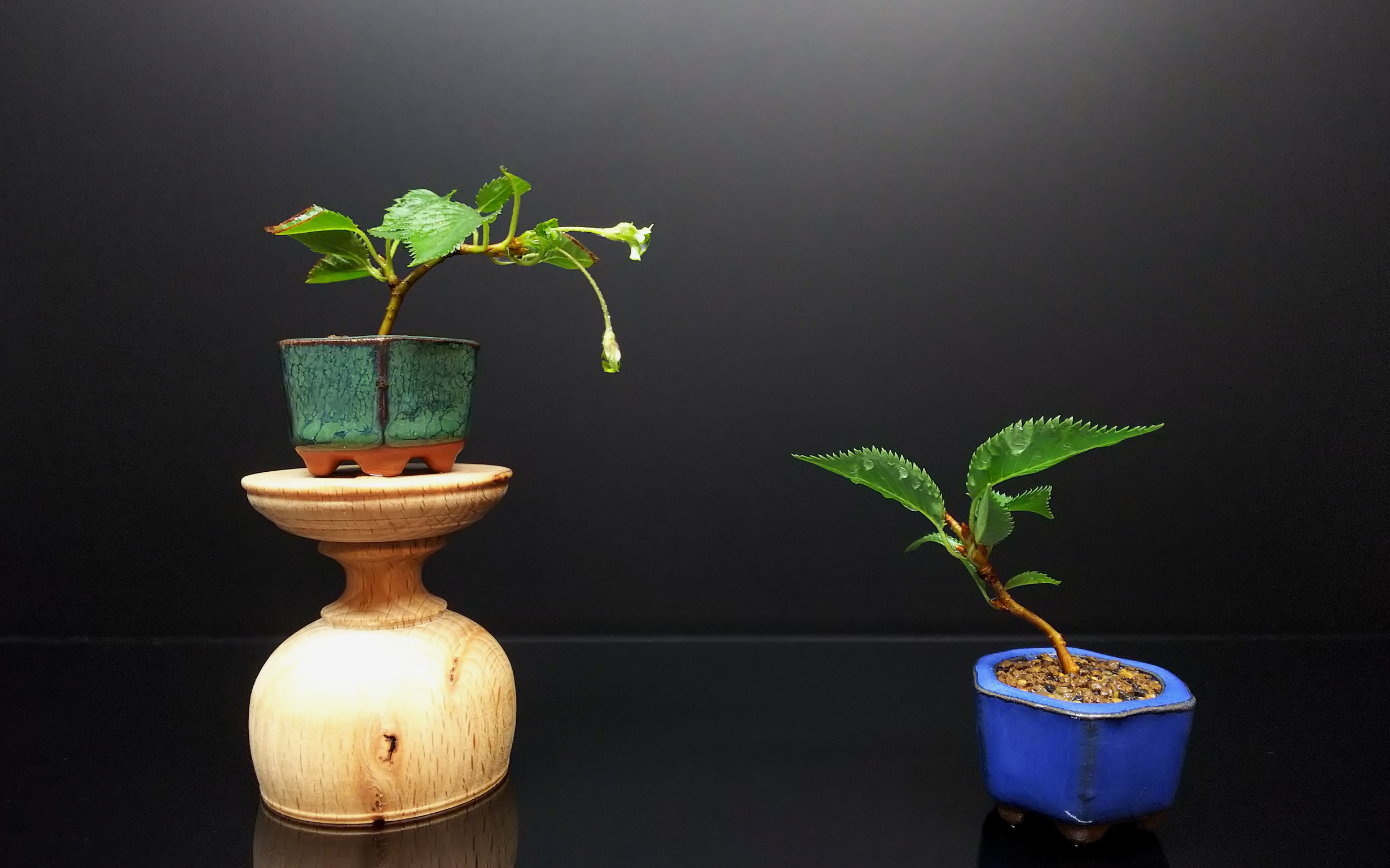 狂い咲きを楽しむ為の挿し木鉢上げ : Bon Bonsai