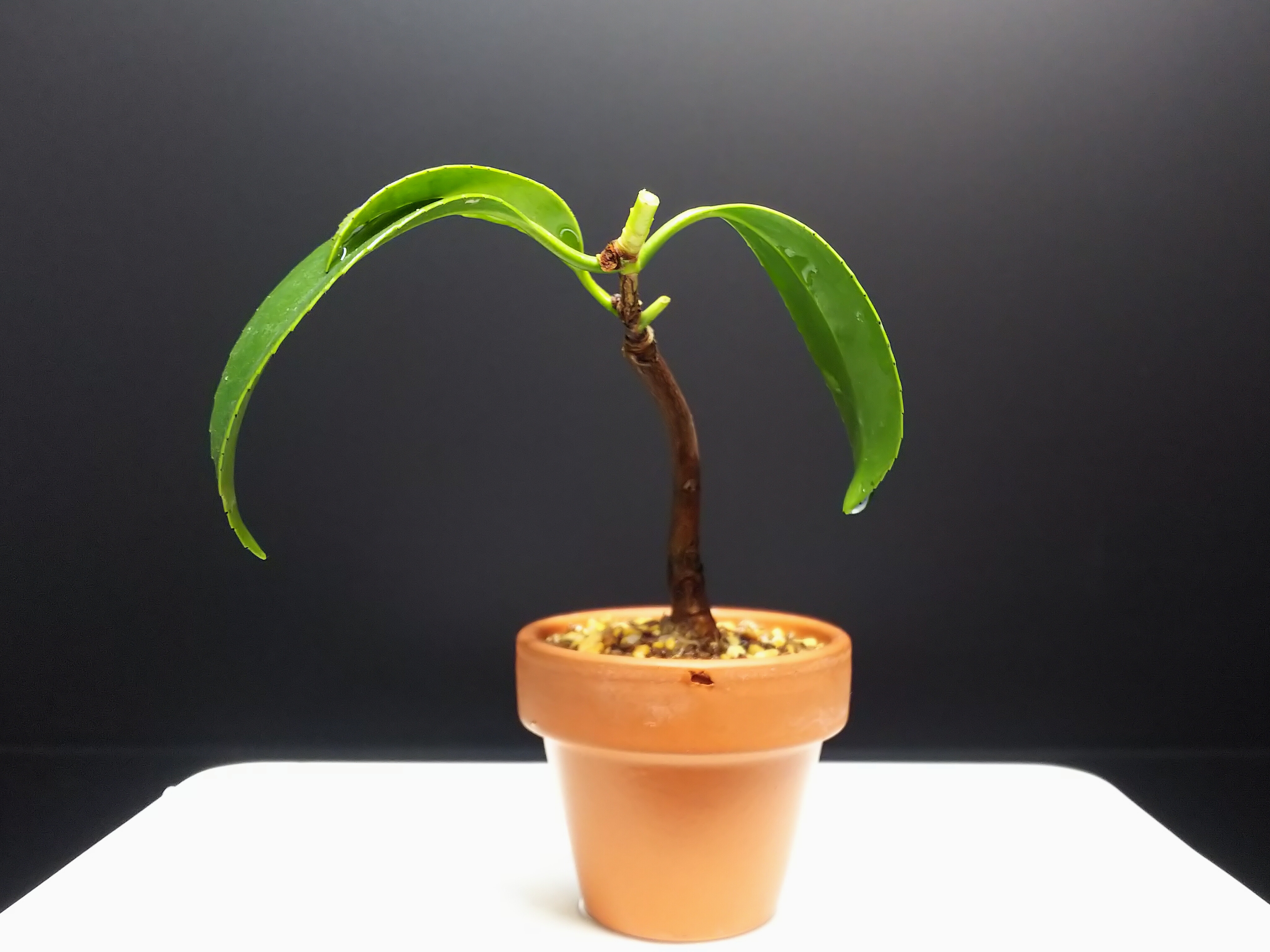 椿の挿し木苗の植え替え、多分① : Bon Bonsai