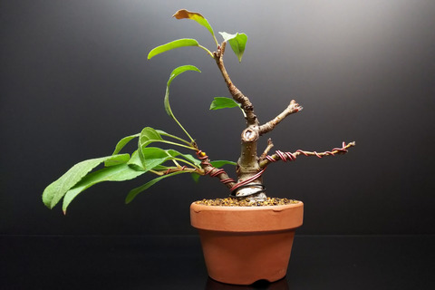 2019092206深山カイドウ6