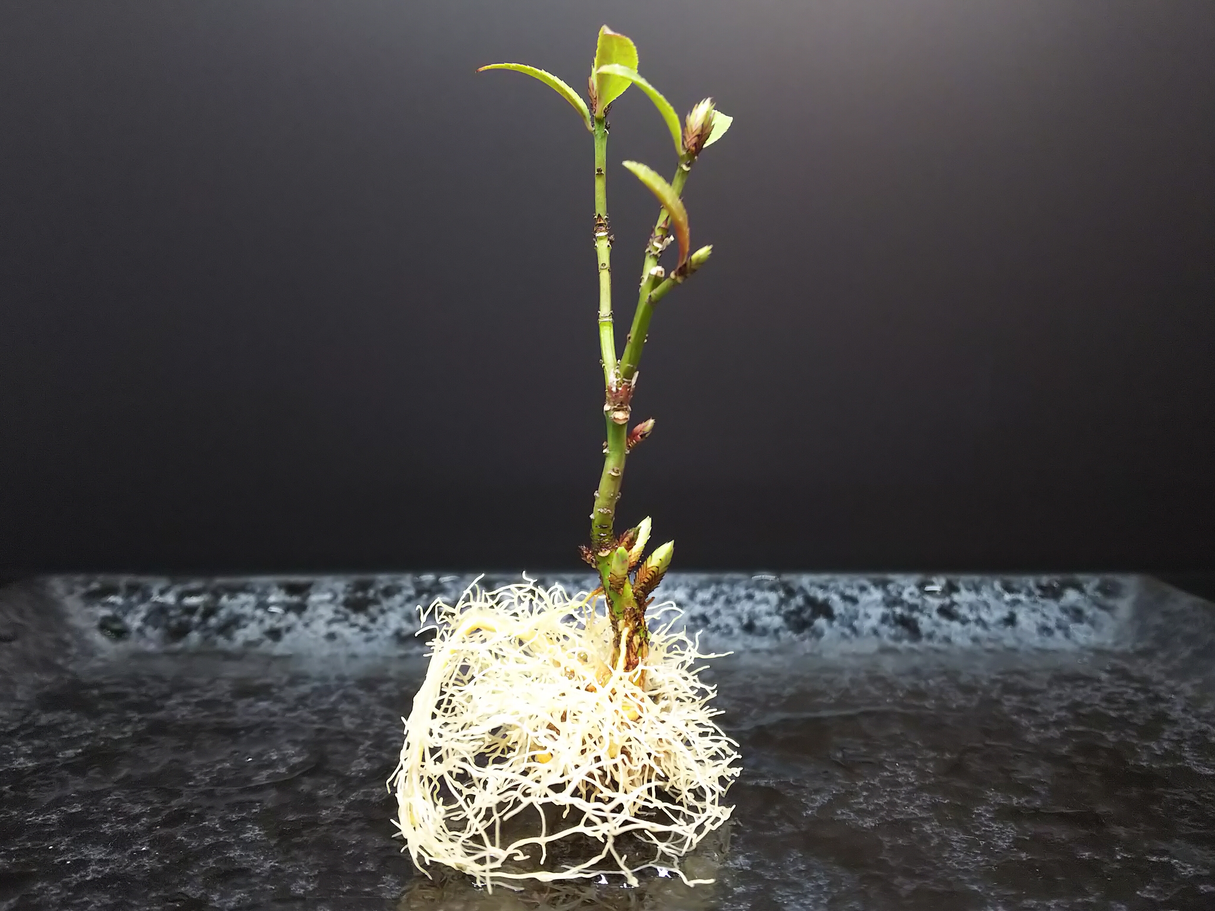 石化コマユミの豊満ボディと肥大した足元の作り方 : Bon Bonsai
