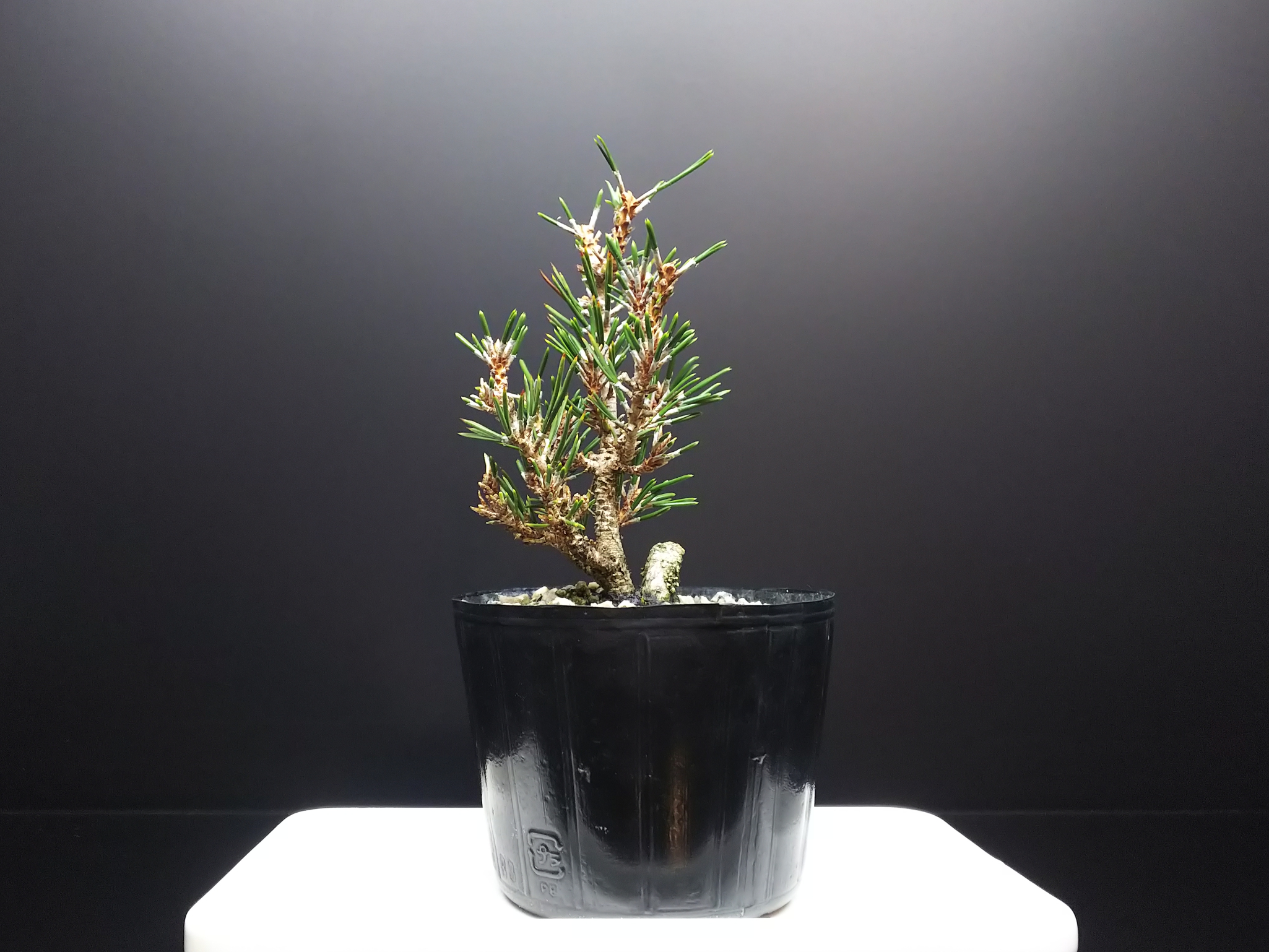 千寿姫、それはまるで雑木の様な赤松 : Bon Bonsai