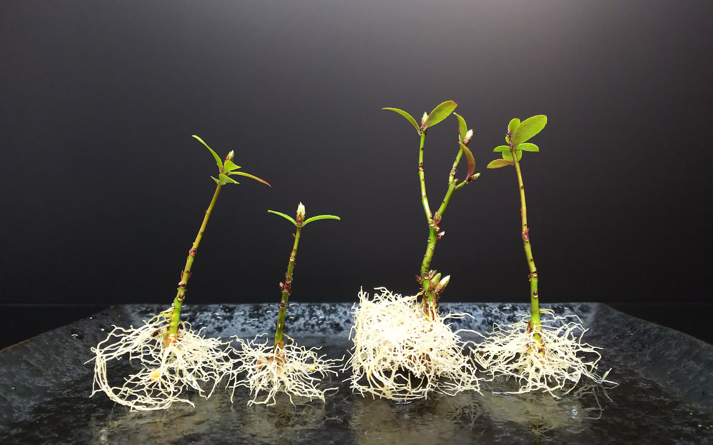 コマユミ　足元太くて根張りいいです　花実も付きます 石化コマユミの豊満ボディと肥大した足元の作り方 : Bon Bonsai
