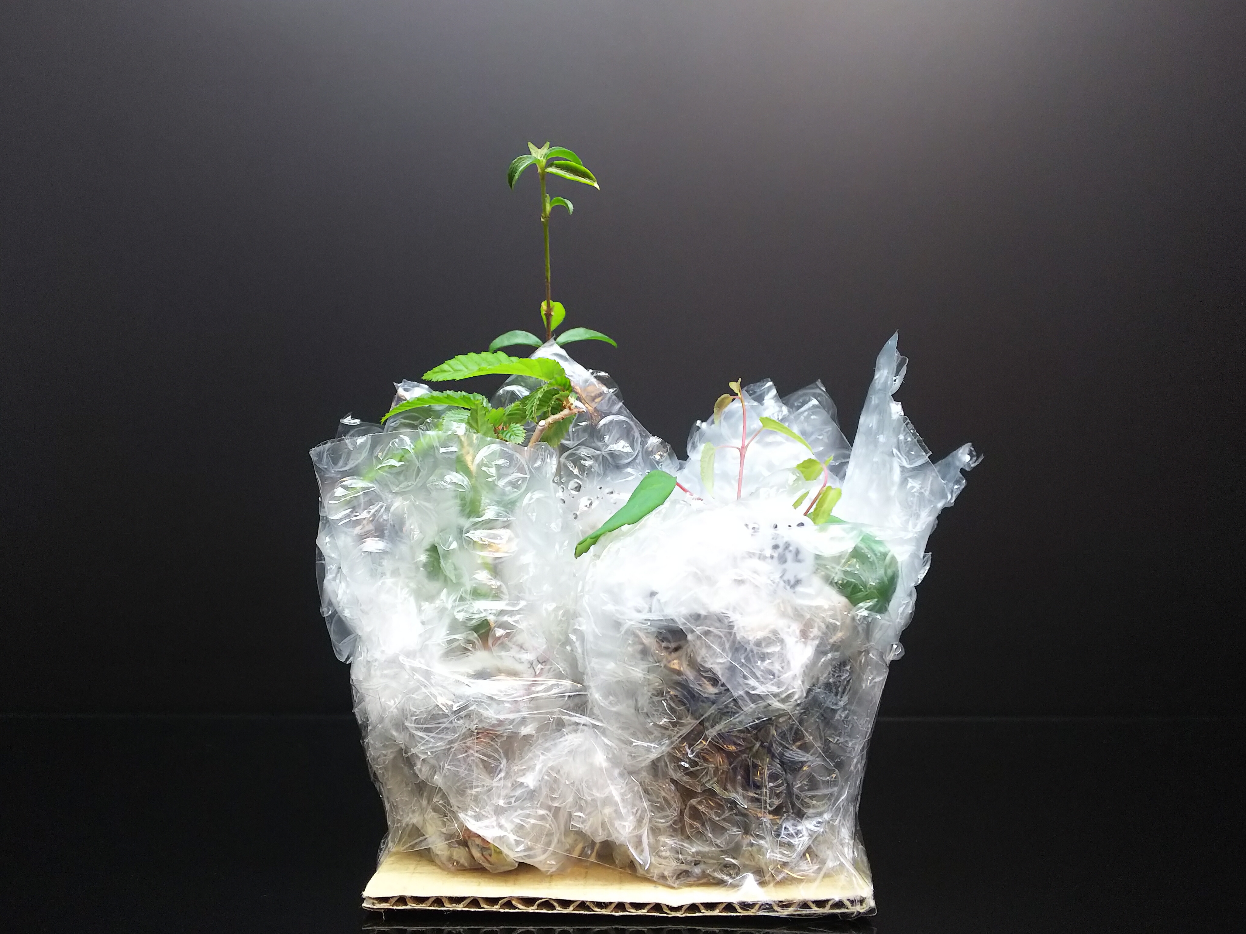 第四郵便で盆栽苗を送ってみた【ダンボール編②】 : Bon Bonsai