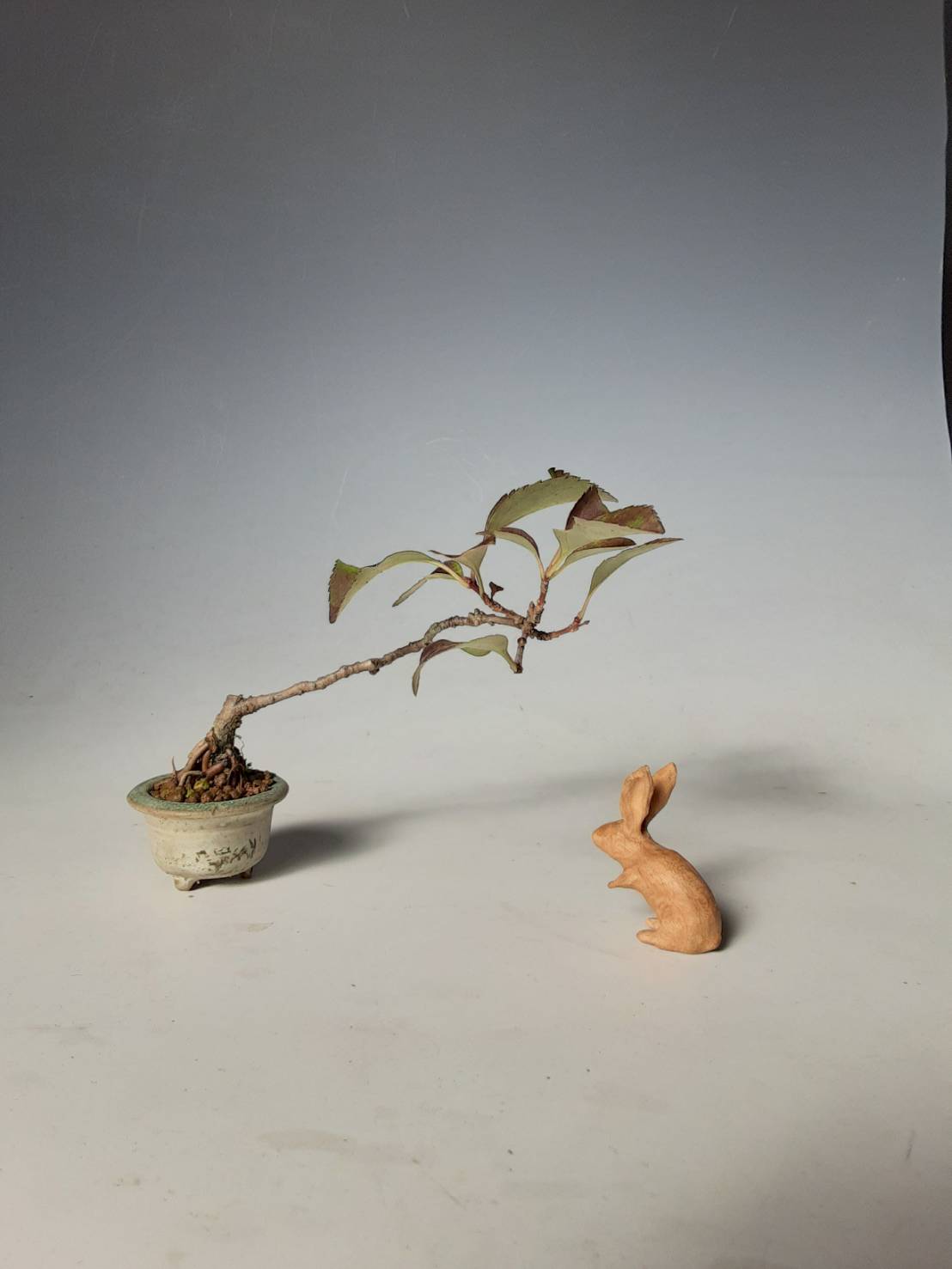きらく会の志水さんは挿し木名人だった Bon Bonsai