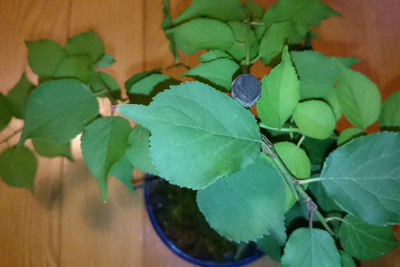 梅の葉っぱがつるつるに Bon Bonsai 梅の葉っぱがつるつるに Bon Bonsai
